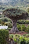 Dracaena draco IMG_8967 Dracena smocza (Canary Islands)